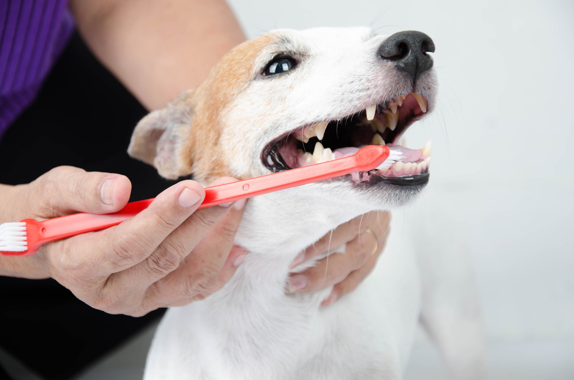 A person brushing a dog's teeth, Resolutions for Your Pet’s Health