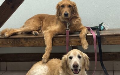 Heartworm Protection: How to Ward Off the Silent Killer