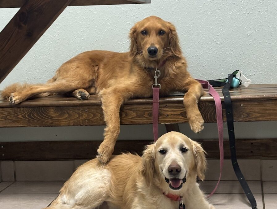 Heartworm Protection: How to Ward Off the Silent Killer