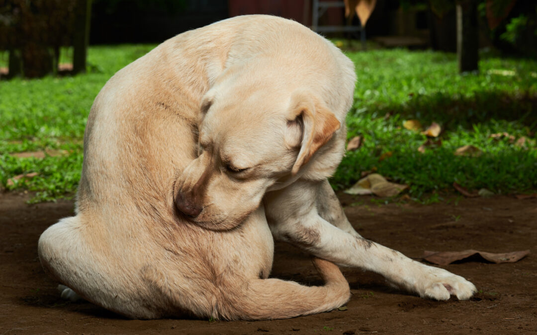 Pet Allergy Treatment in College Station: Relief for Your Itchy Pet