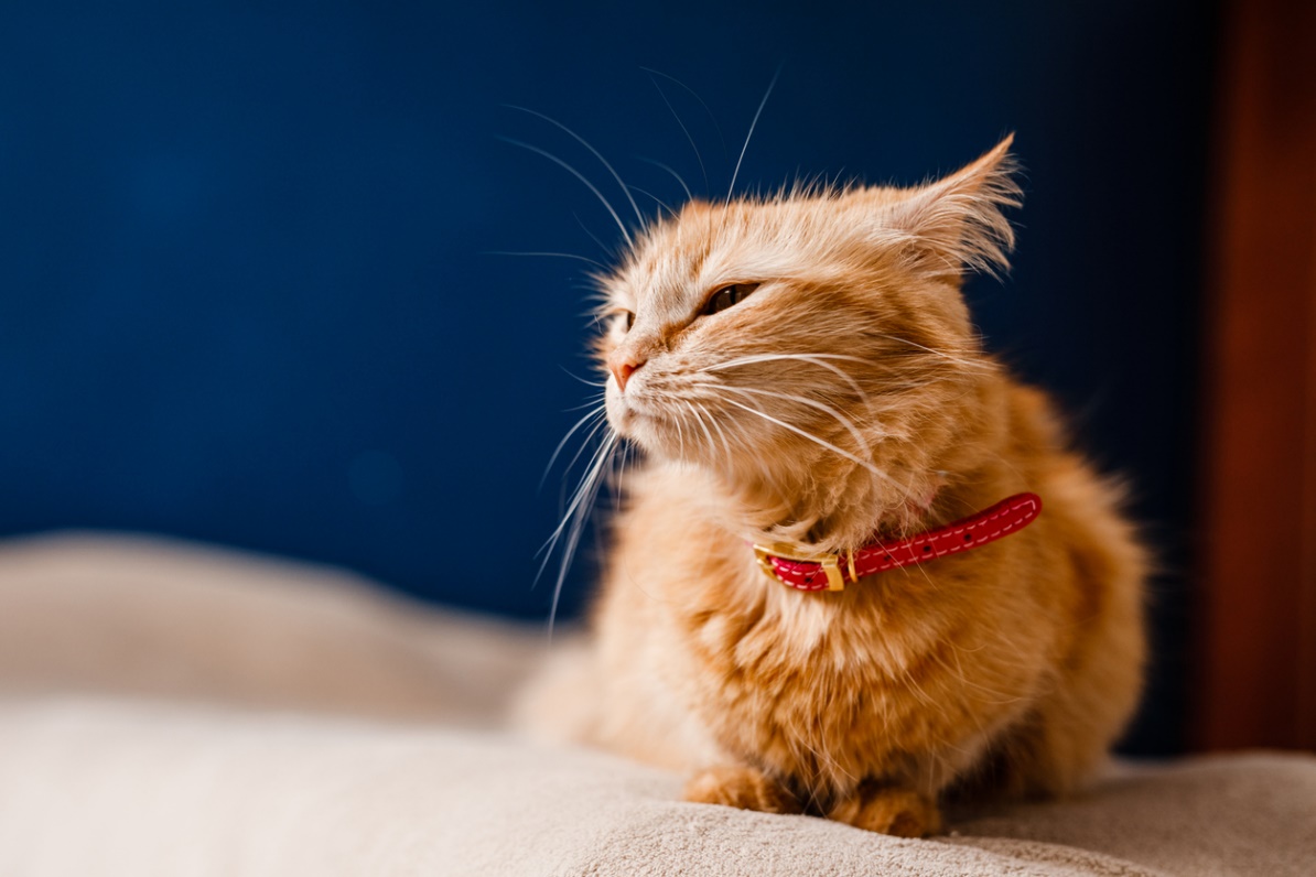 Pet Allergy Treatment, A cat