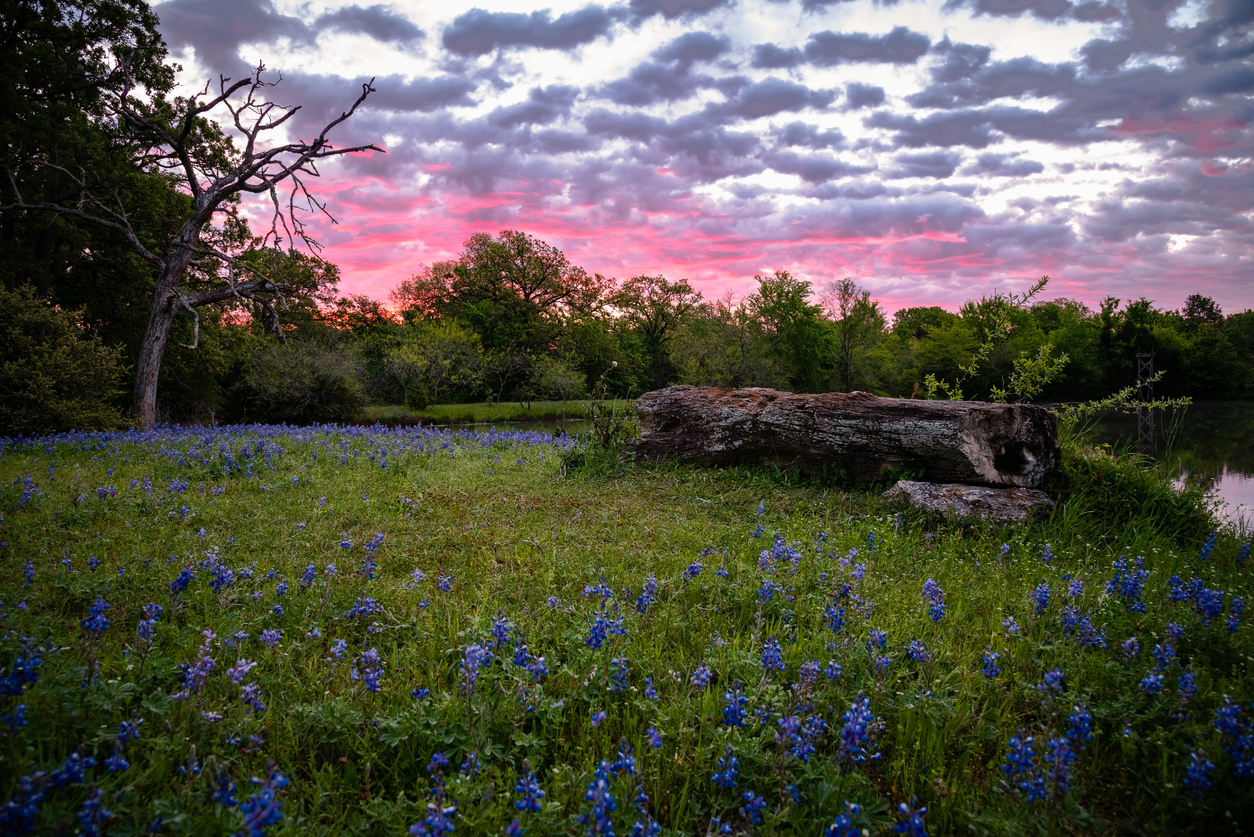 Pet Allergy Treatment, Sunrise over a field of Bluebonnets in central Texas.