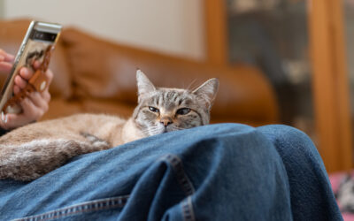Adopting a Cat in June? What College Hills Veterinary Hospital Wants You to Know
