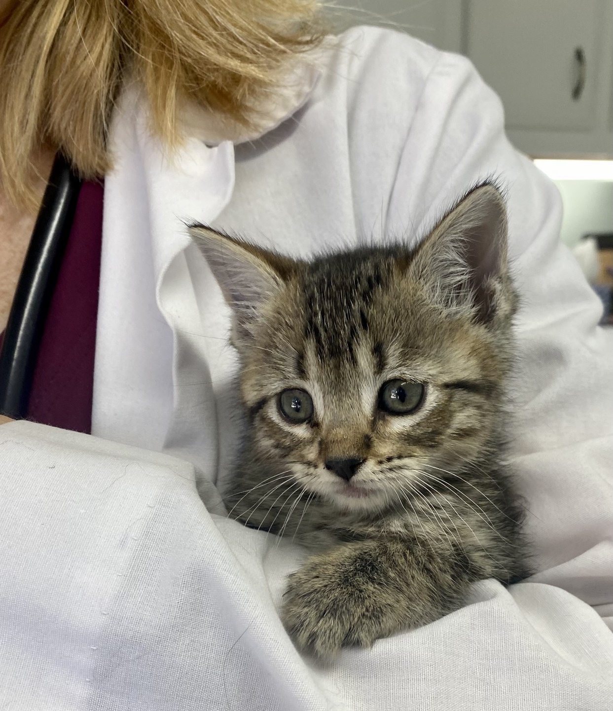  adopting a cat in June, A cute kitten in the arms of a vet