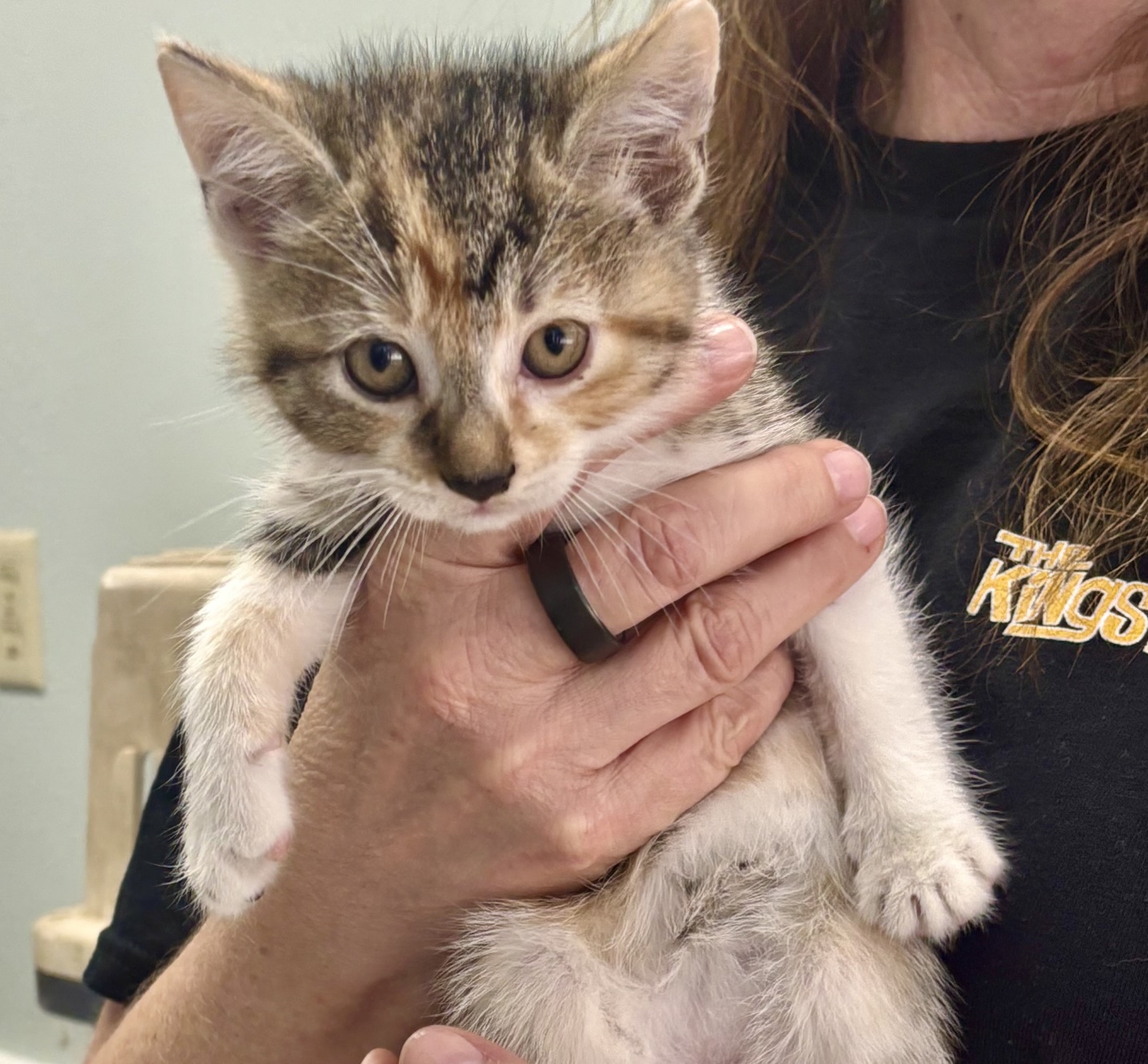 adopting a cat in June, A cute kitten being held