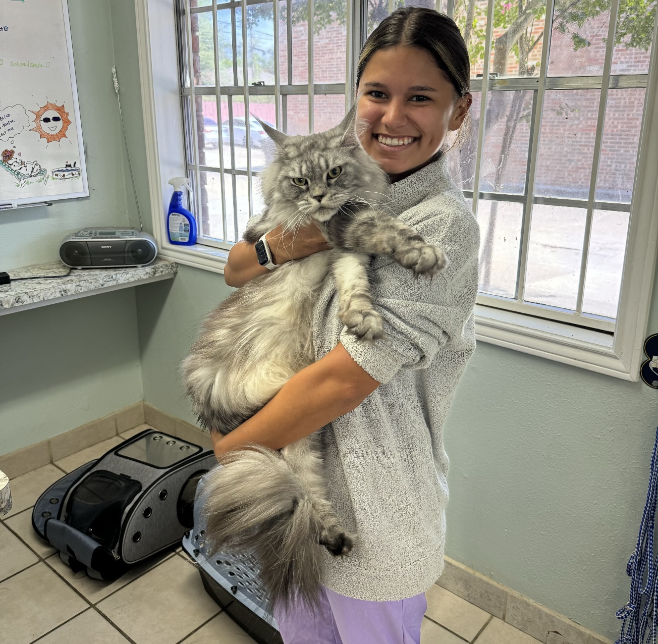 adopting a cat in June, A big cat in the arms of a vet