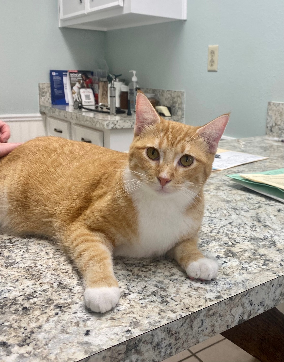  adopting a cat in June, an orange cat on a vet table