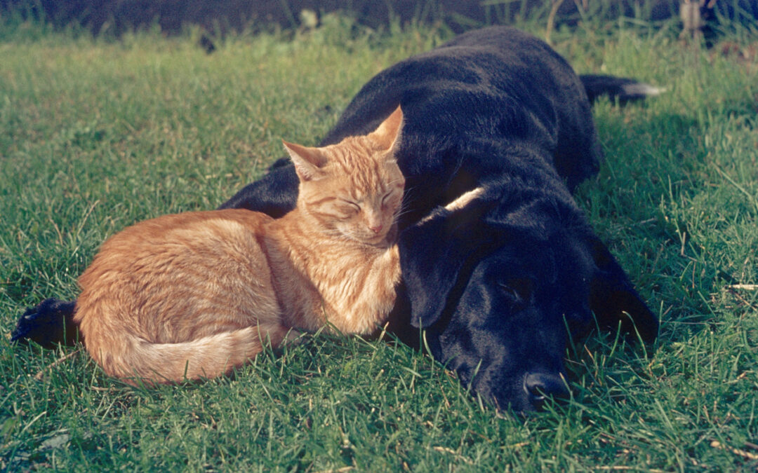 Summer Pet Safety Tips from Your Veterinary Hospital in College Station, Texas