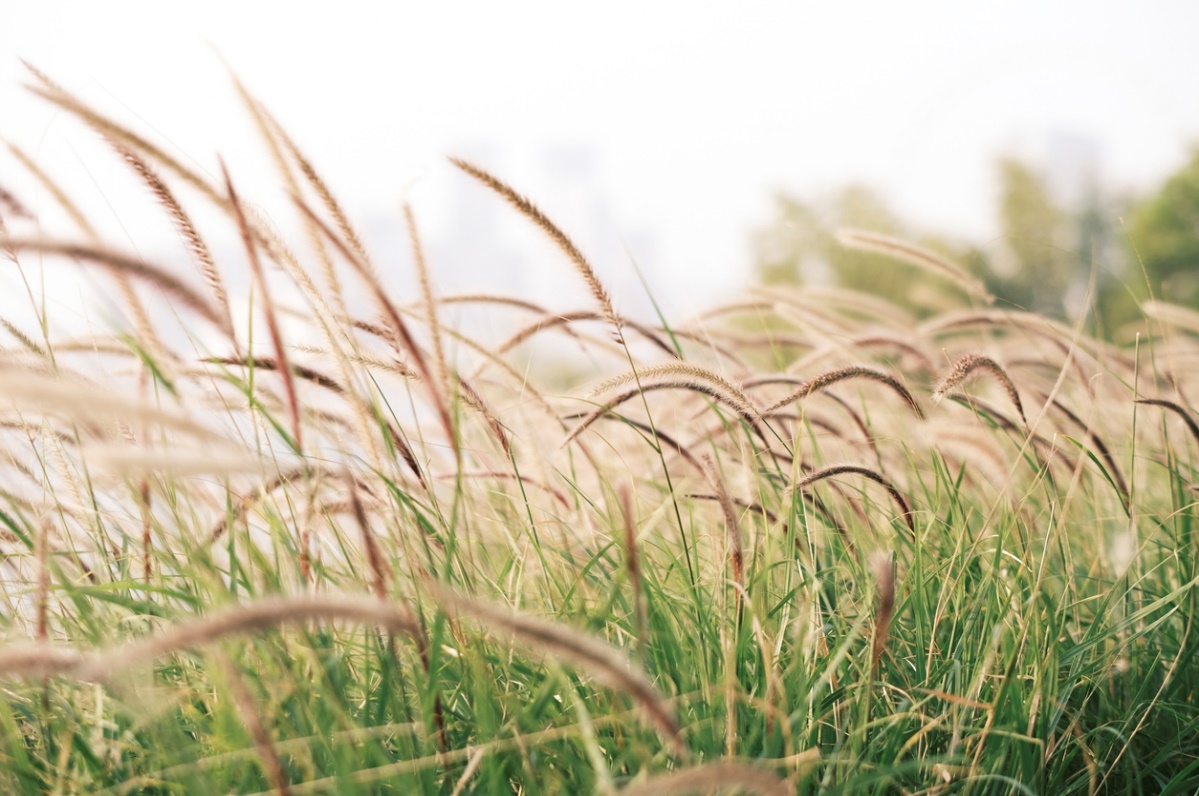 Summer Pet Safety Tips, A picture of a field of fox tails