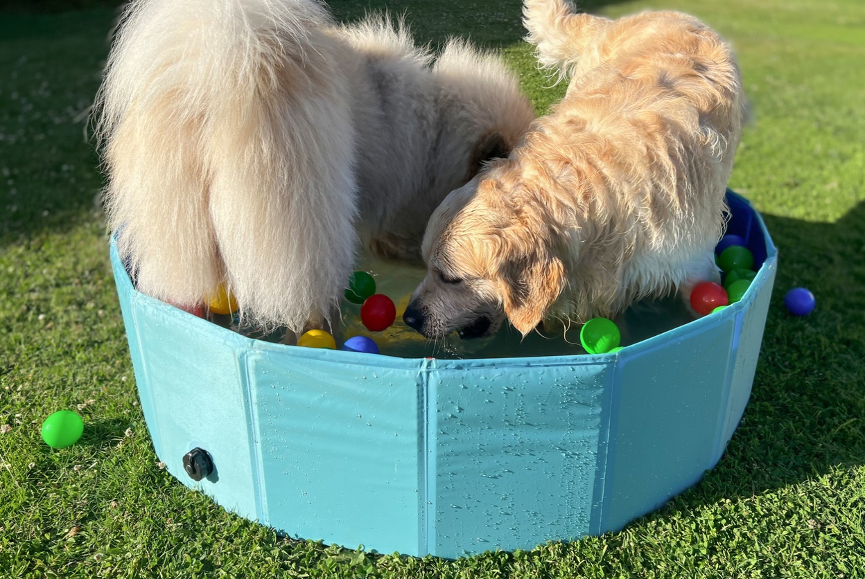 Summer Pet Safety Tips, Two golden retrievers having fun in a ball pit