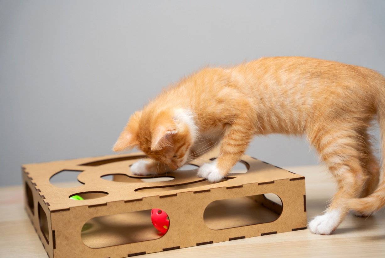 Summer Pet Safety Tips, A cat playing with a toy