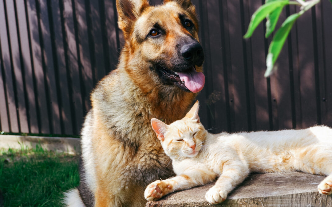 Zoonotic Diseases in Dogs and Cats: 2025 Texas Guide