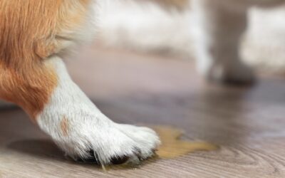 Why Is My Cat or Dog Peeing More Than Usual? Signs You Should Not Ignore