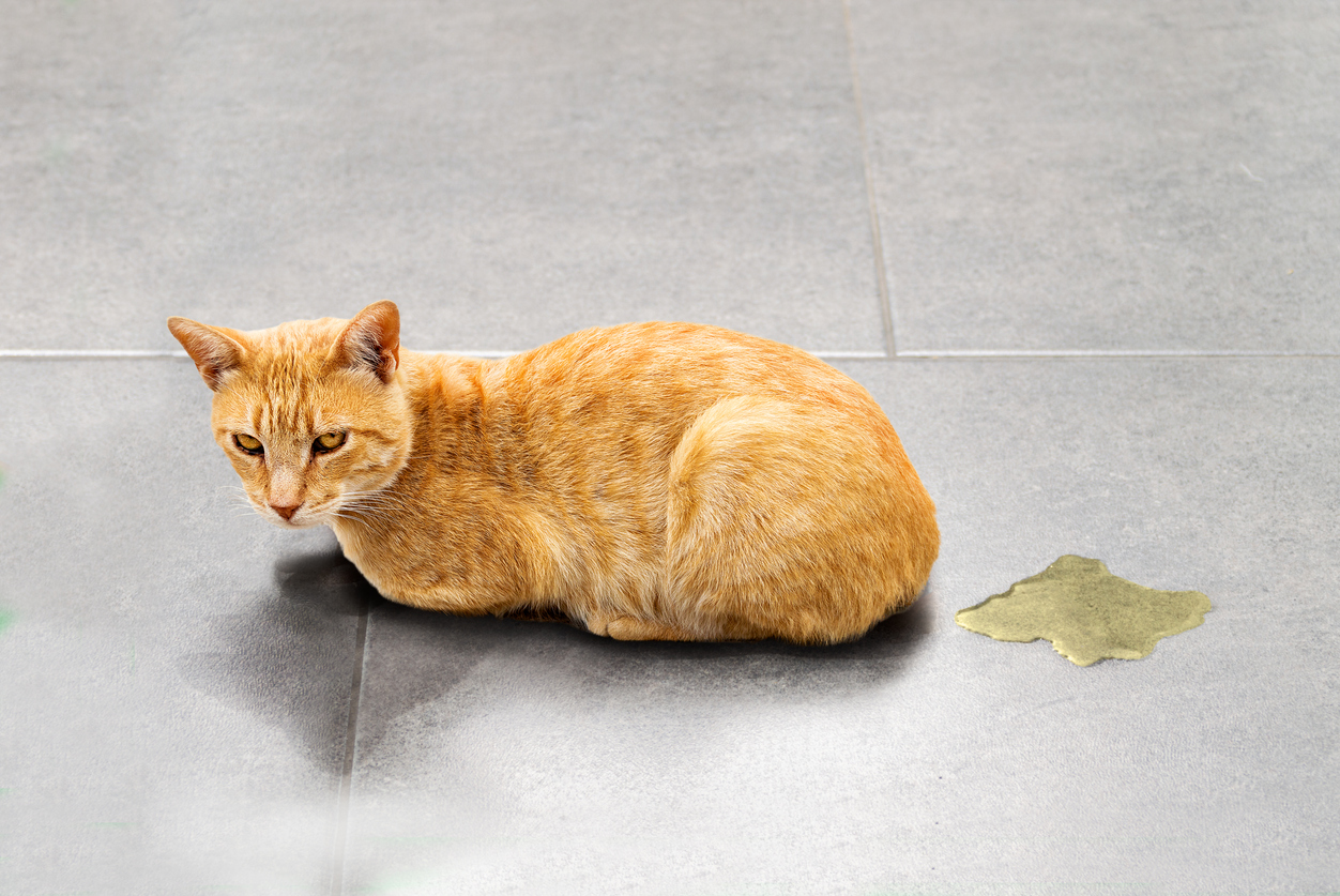 cat or dog peeing more than usual, Cute cat sitting near wet spot urine puddle