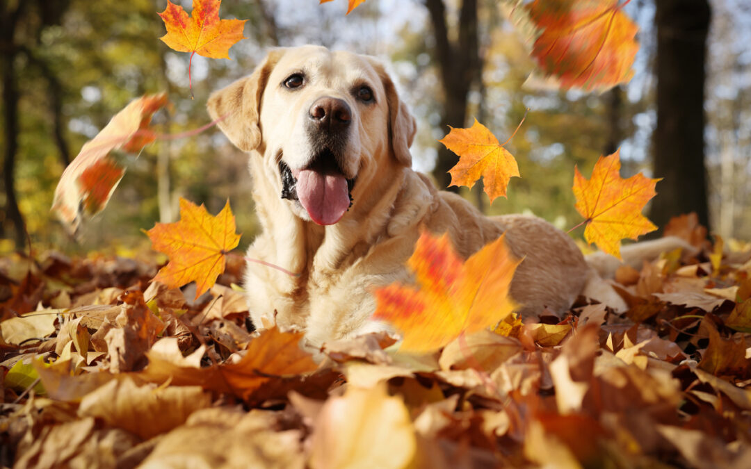 Fall Pet Care Guide: Seasonal Safety Tips from College Hills Veterinary Hospital