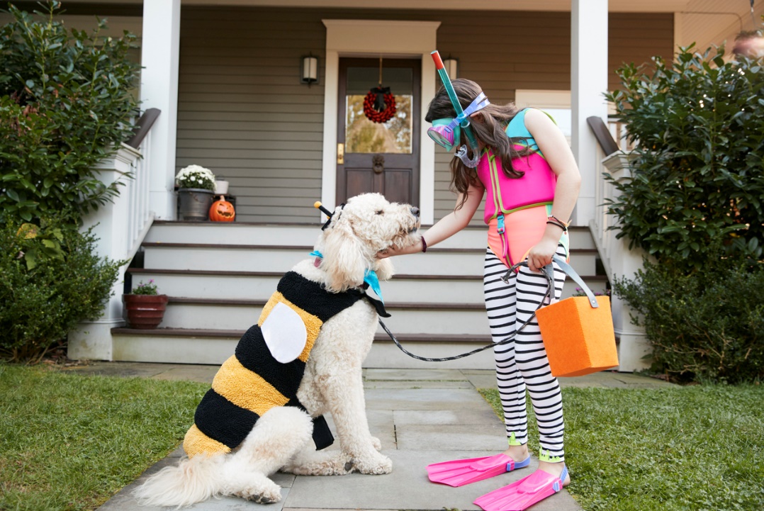 Fall pet care guide, A dog in a bee outfit