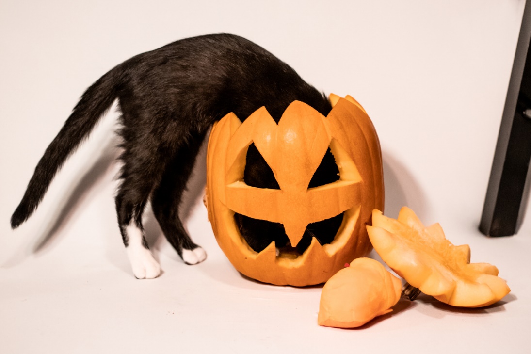 Fall pet care guide A cat going inside a pumpkin