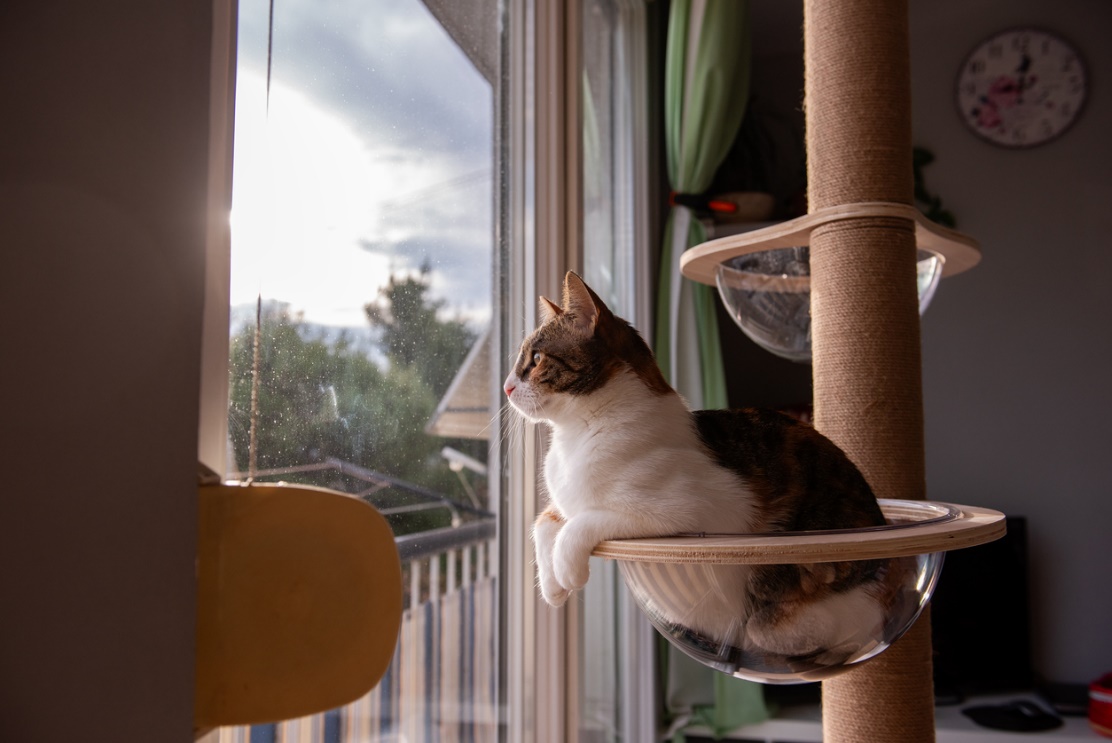 Fall pet care guide, a cat sitting on a cat tree looking out a window
