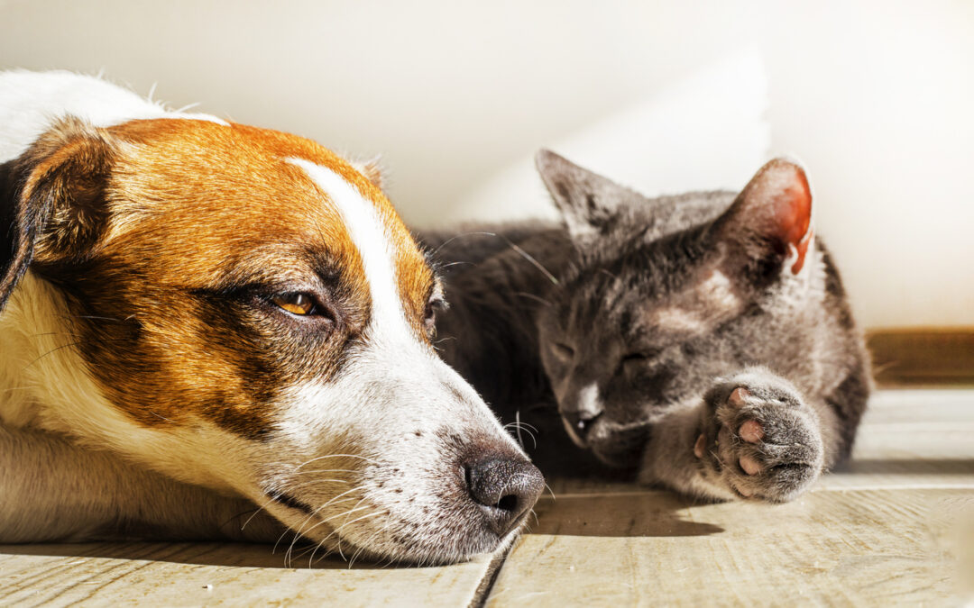 Pet Cancer Awareness: Understanding Lumps and Bumps in Dogs and Cats