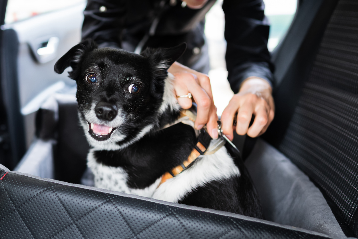 Holiday Pet Travel and Safety tips, Woman Fastening Dog In Car With Safe Belt In Seat Booster