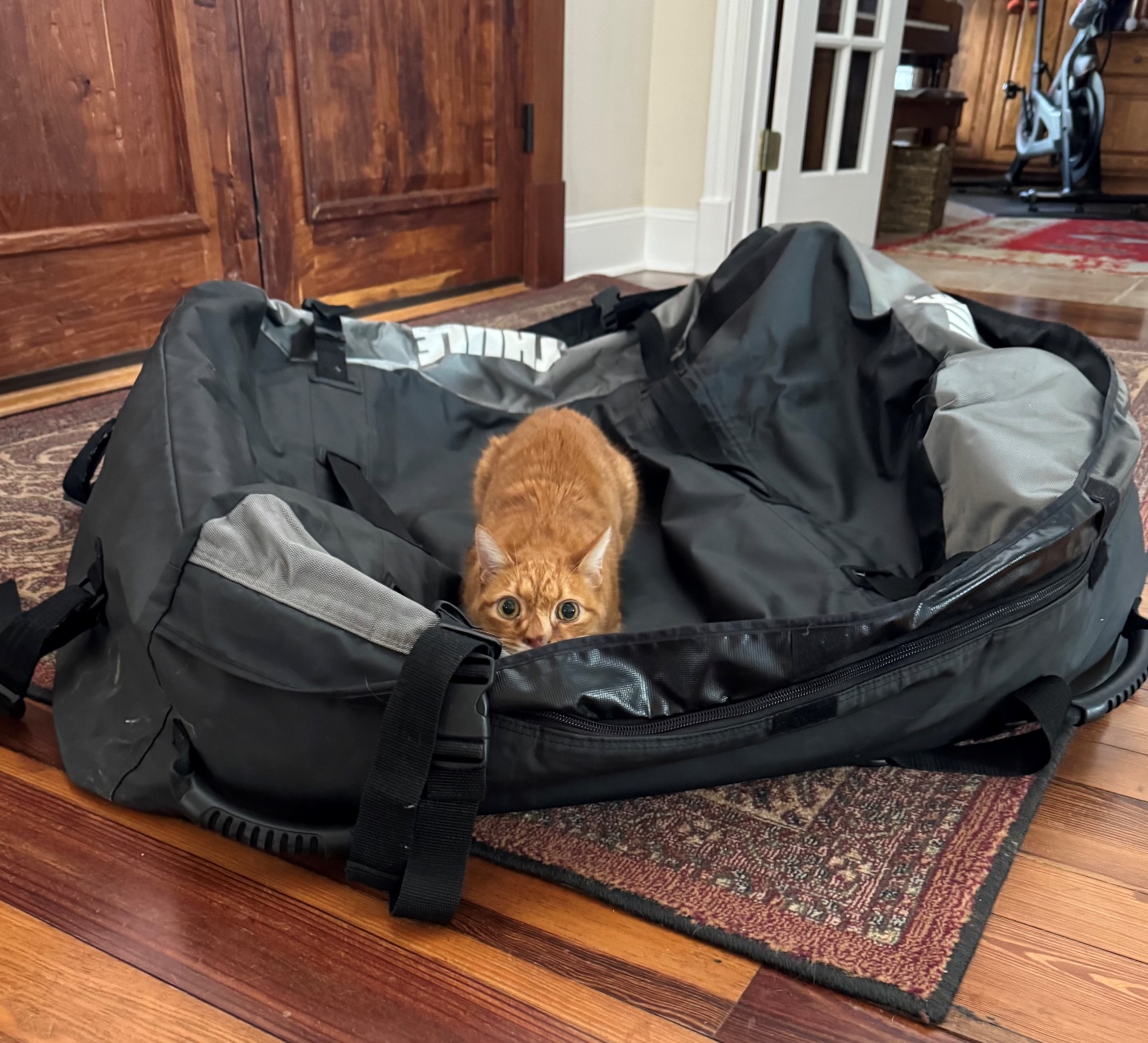 Holiday Pet Travel and Safety tips, A cat playing in a suitcase