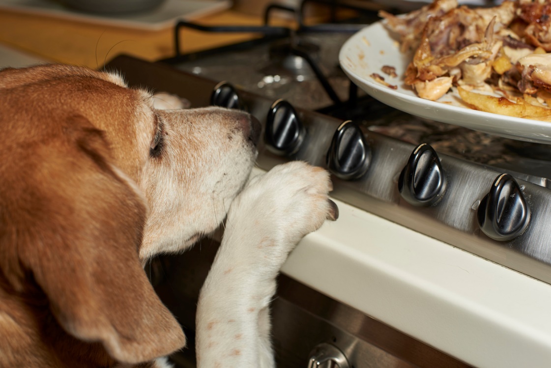 Holiday Pet Travel and Safety tips, A dog with its paws on the kitchen counter looking at food on the stove