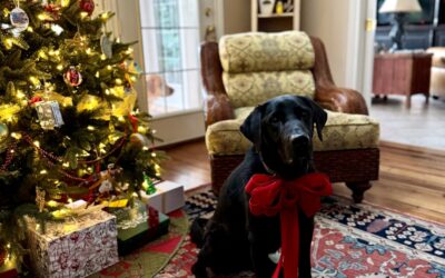 Holiday Pet Travel & Safety Tips | College Hills Veterinary Hospital