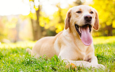 Bad Breath in Dogs and Cats: An Important Indicator of Oral Health