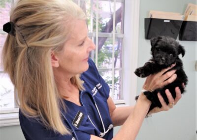 veterinarian holding a small black dog