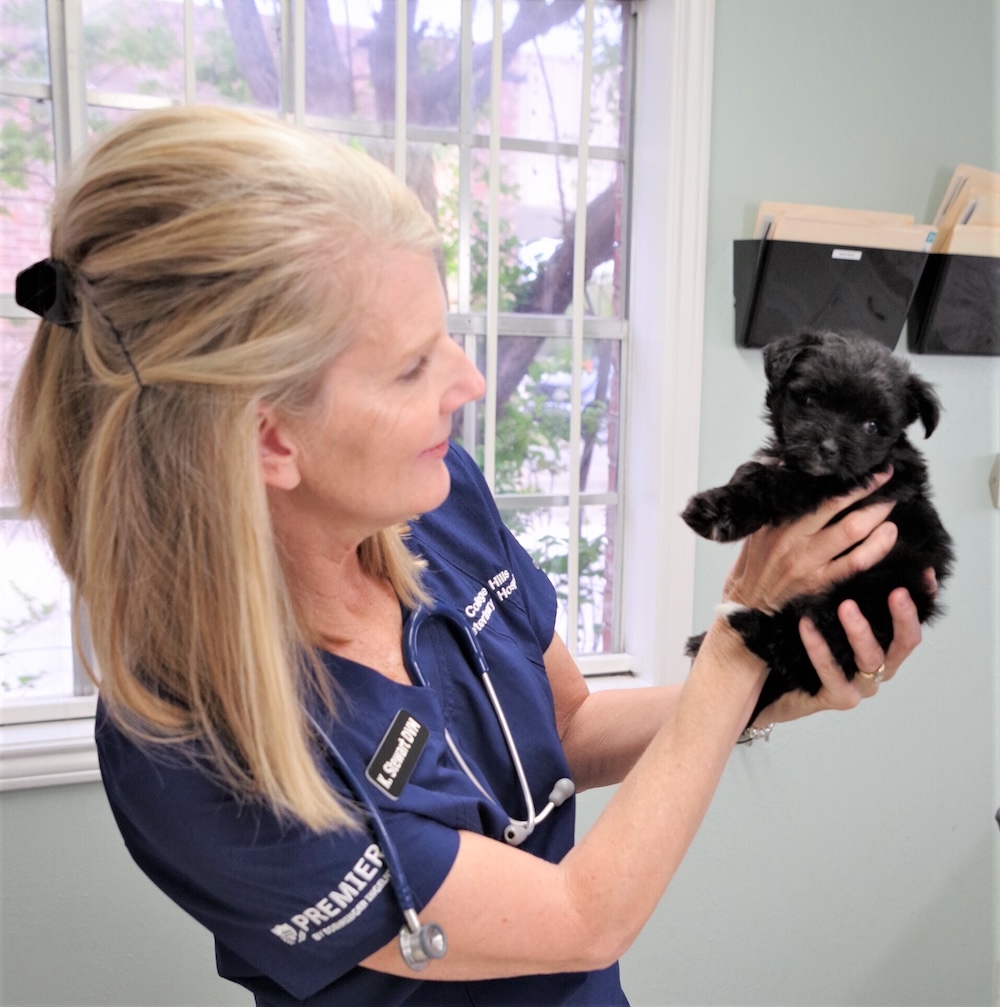 veterinarian holding a small black dog