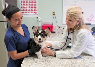 veterinary team examining a corgi puppy