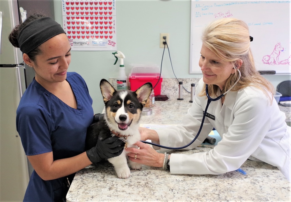 veterinary team examining a corgi puppy