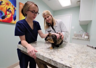 veterinary team examining a multi-colored cat