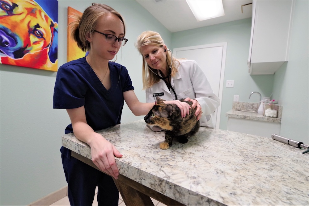 veterinary team examining a multi-colored cat