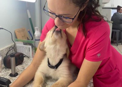 golden retriever puppy kissing a veterinary team member while they're working
