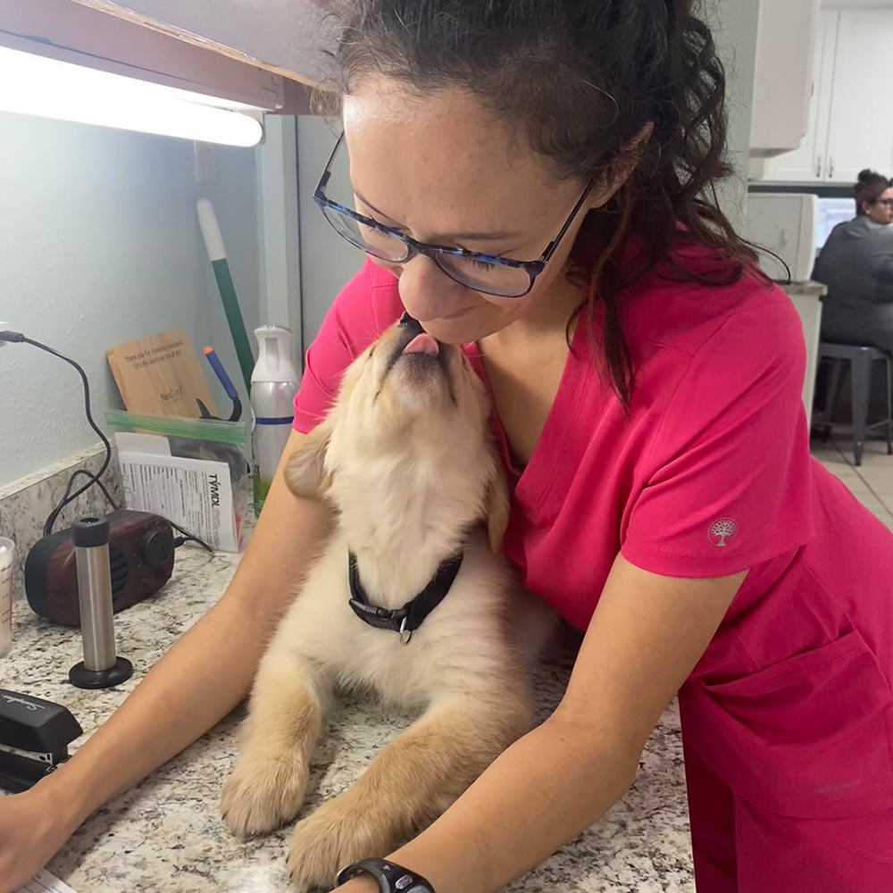 golden retriever puppy kissing a veterinary team member while they're working