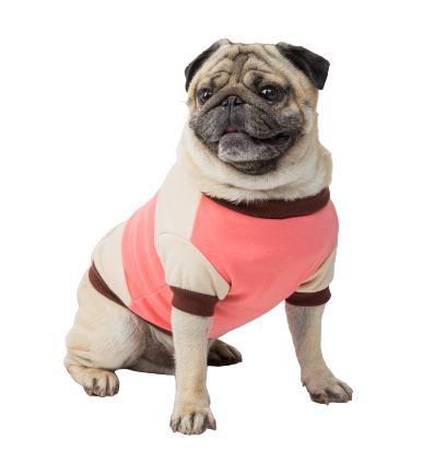 happy dog wearing blue collar