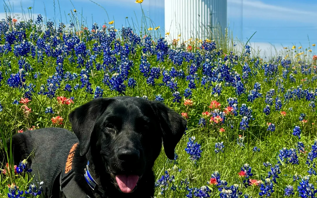 Spring Pet Health Problems: What College Station Pet Owners Should Watch For