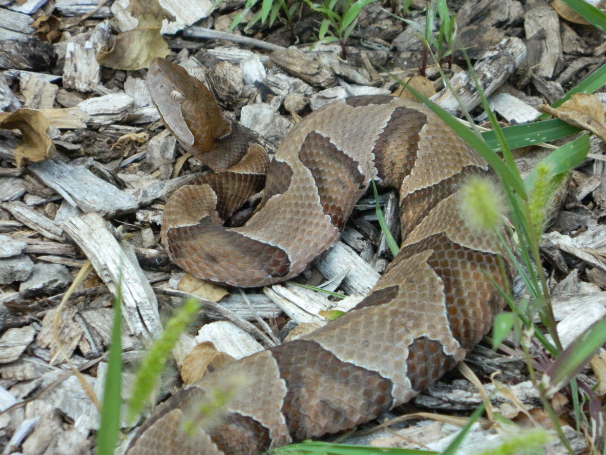 Spring Pet Health Problems in College Station, Copperhead snake camouflaged in wood mulch and grass.