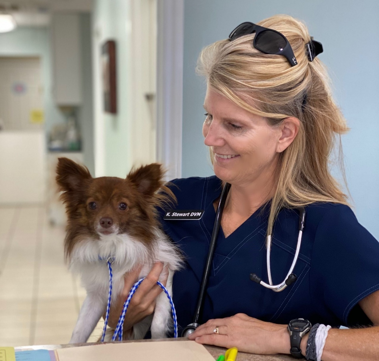 Spring Pet Health Problems in College Station, Veterinarian K. Stewart DVM holding a small, brown and white long-haired dog while smiling in a vet clinic.