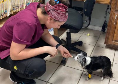 veterinary team member feeding a small dog in the office