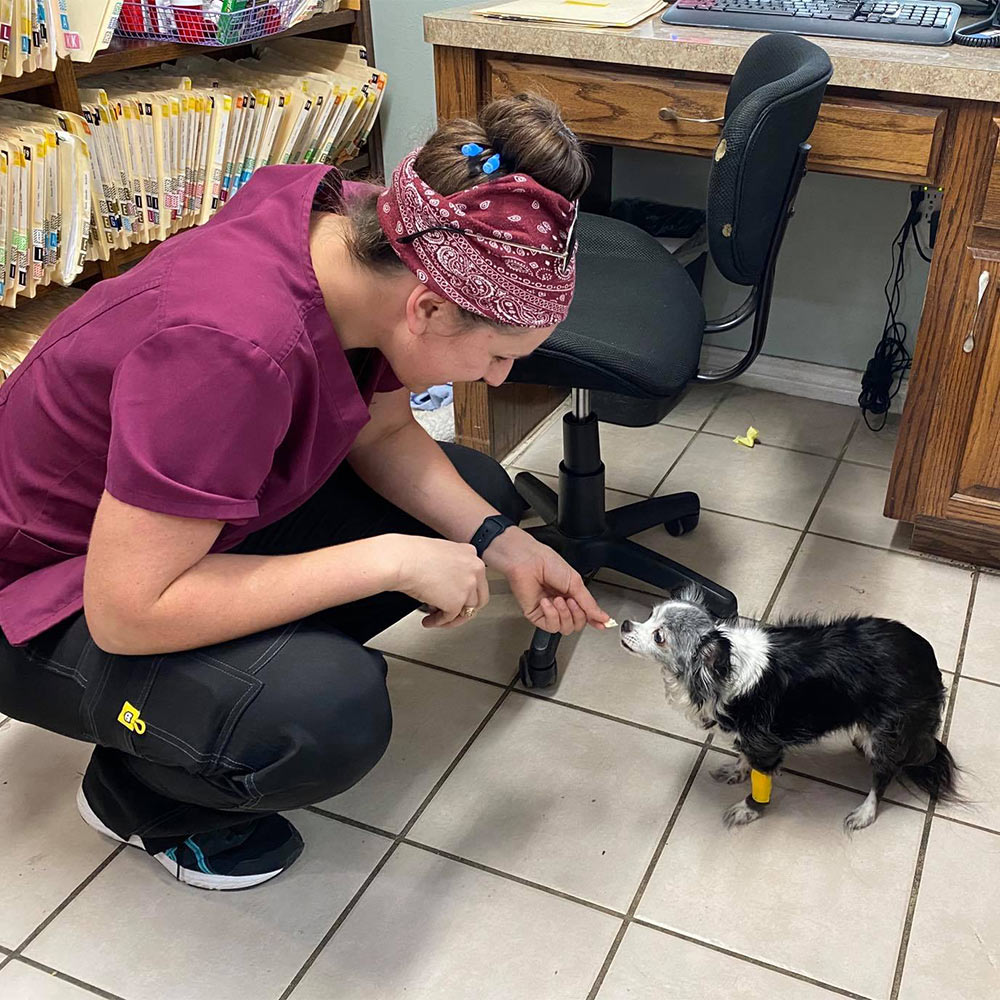 veterinary team member feeding a small dog in the office