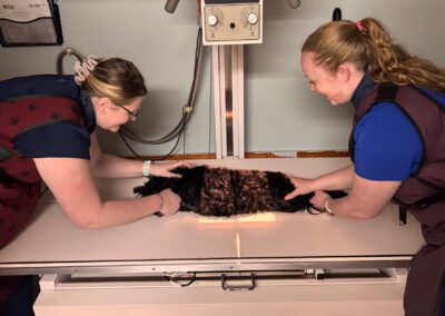 veterinary team carefully performing imaging procedure on a sedated pet