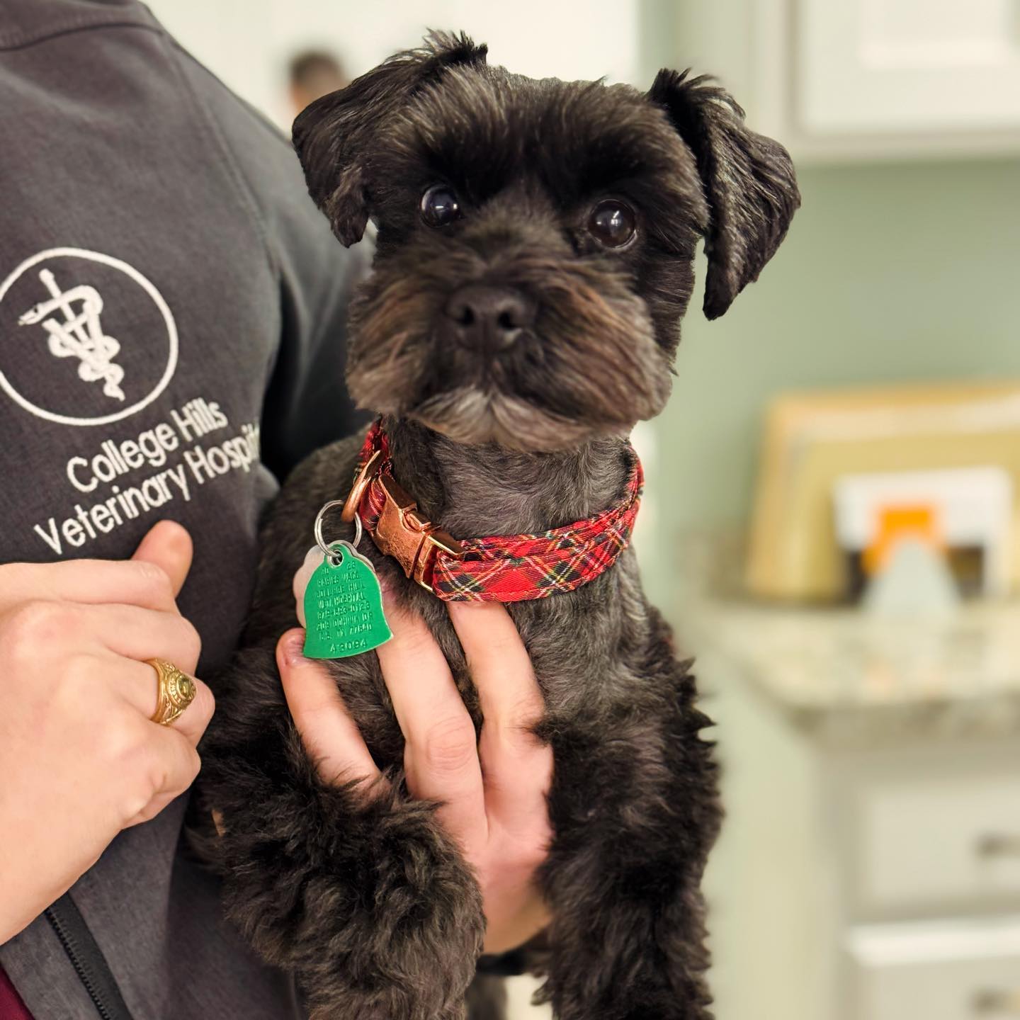 Black dog, red collar.