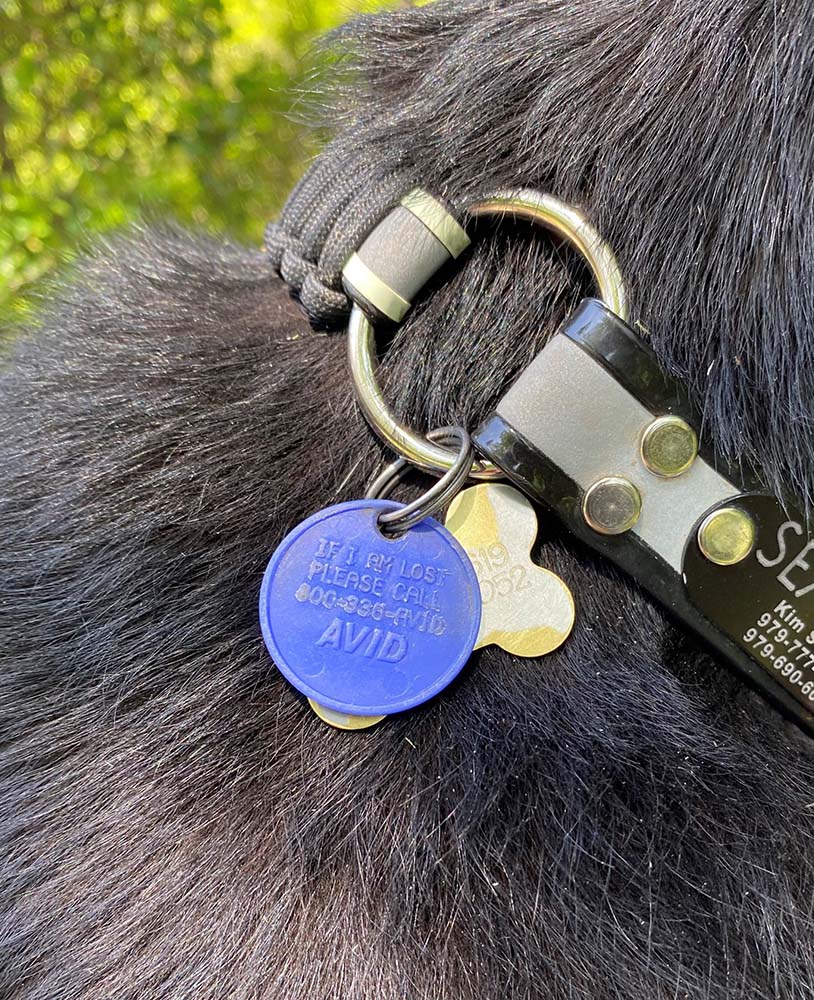 Blue dog tag, collar