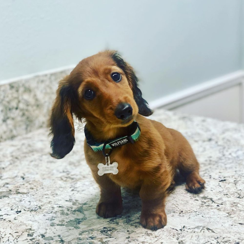 Brown dachshund puppy looking curious