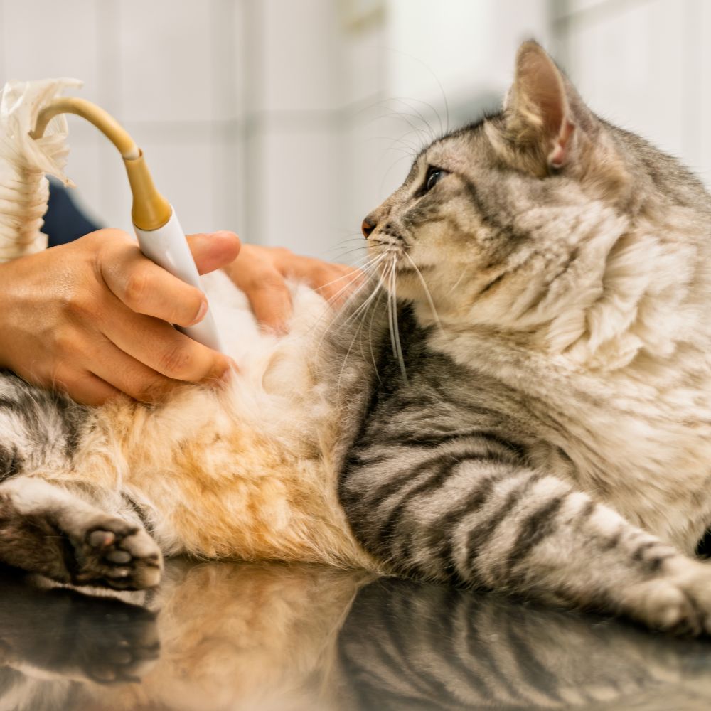 Cat undergoing veterinary ultrasound