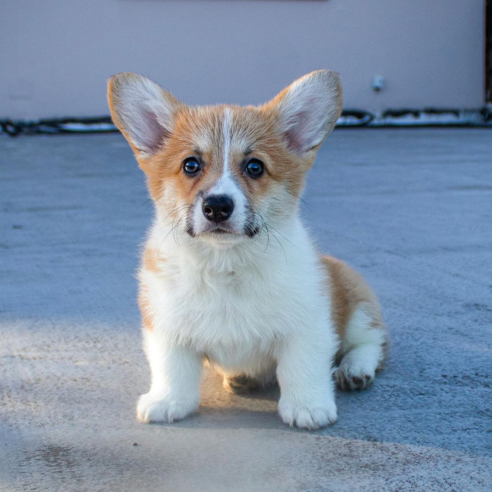 Cute Pembroke Welsh Corgi puppy
