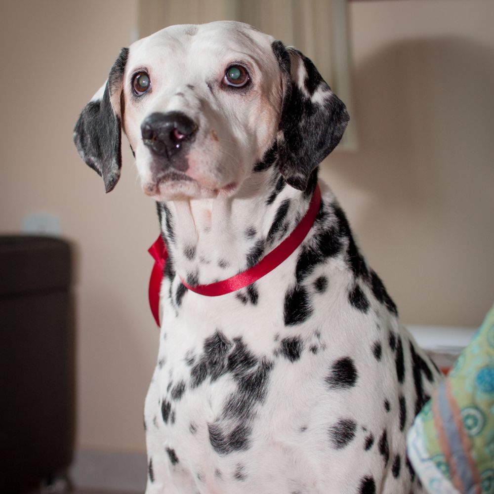Dalmatian dog with red ribbon