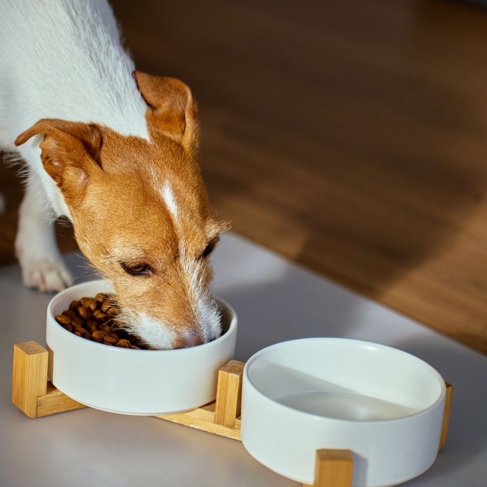 Dog eating from bowl